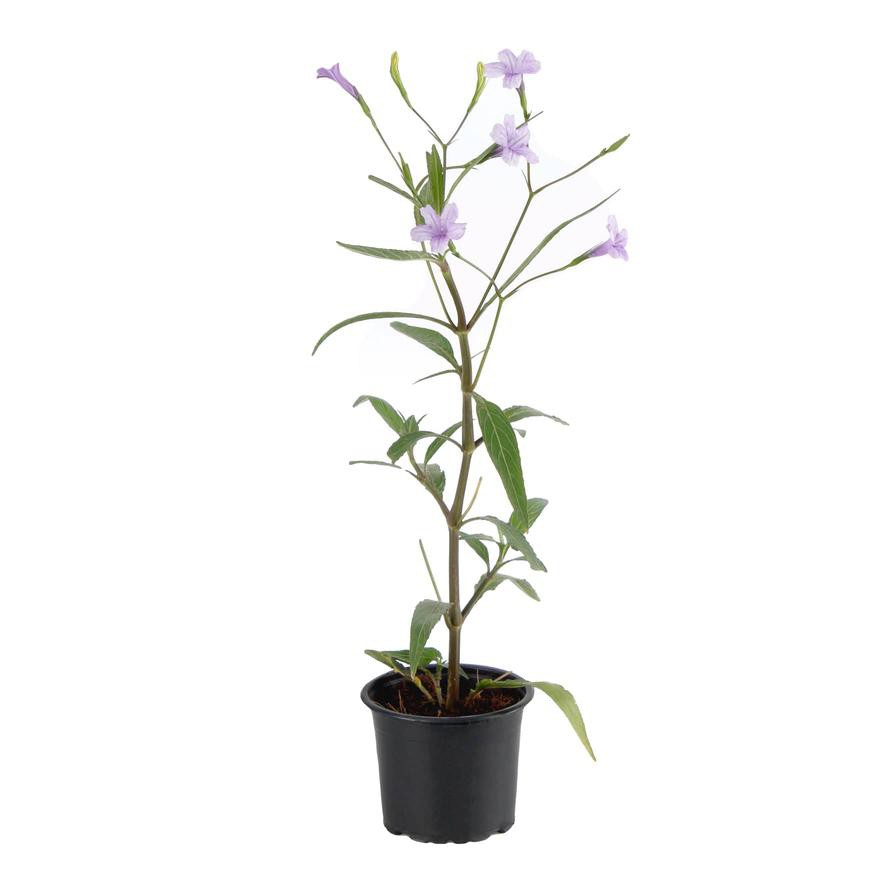 Ruellia Outdoor Plant