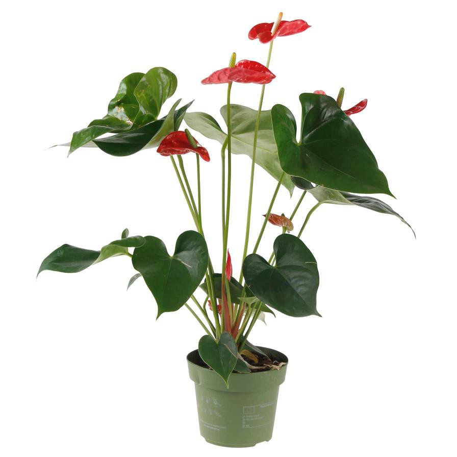 Flamingo Flower Anthurium (14 x 13 x 50 cm)