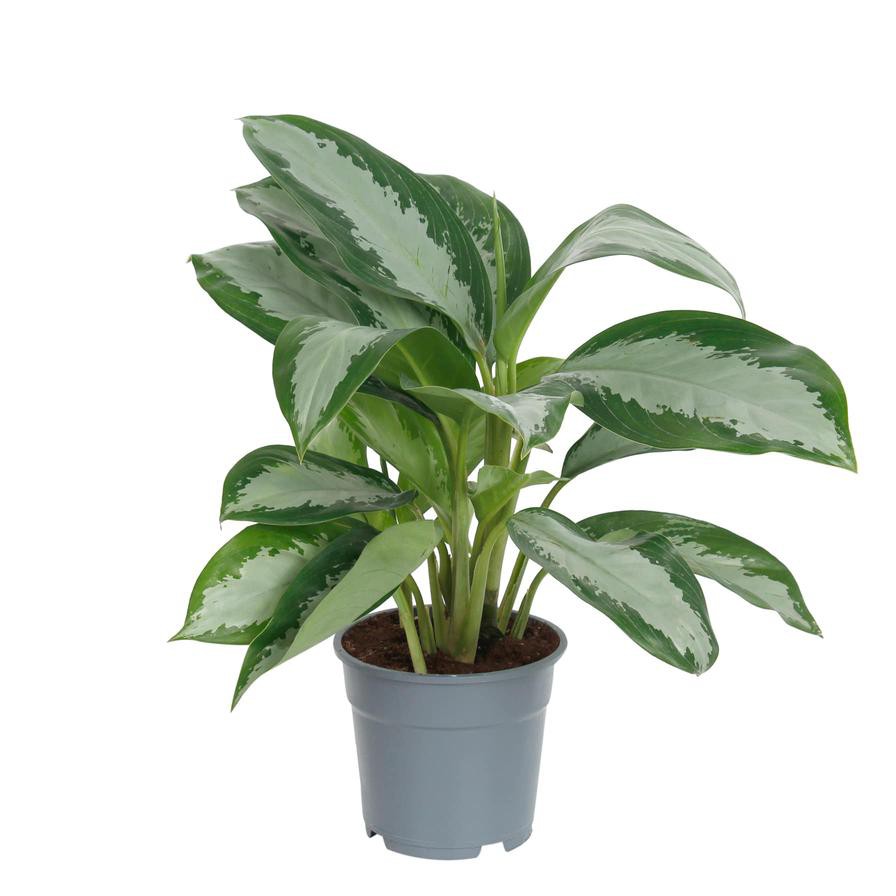 Aglaonema Pattaya Beauty Indoor Plant (80cm)