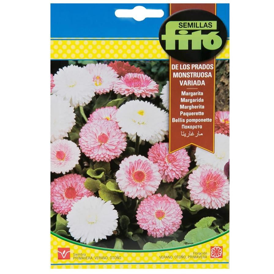 Semillas Fito Bellis ‘Pomponette Mix’ Flower Seeds