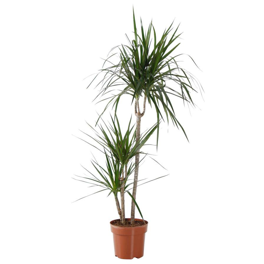 Red-edge Dracaena Marginata 3 Step Plant (18 x 20 x 120 cm)