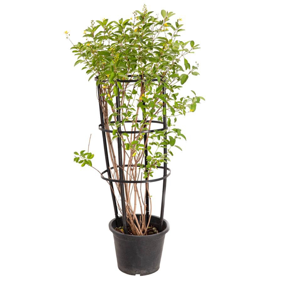 Galphima Speciosa Live Plant (10 L)