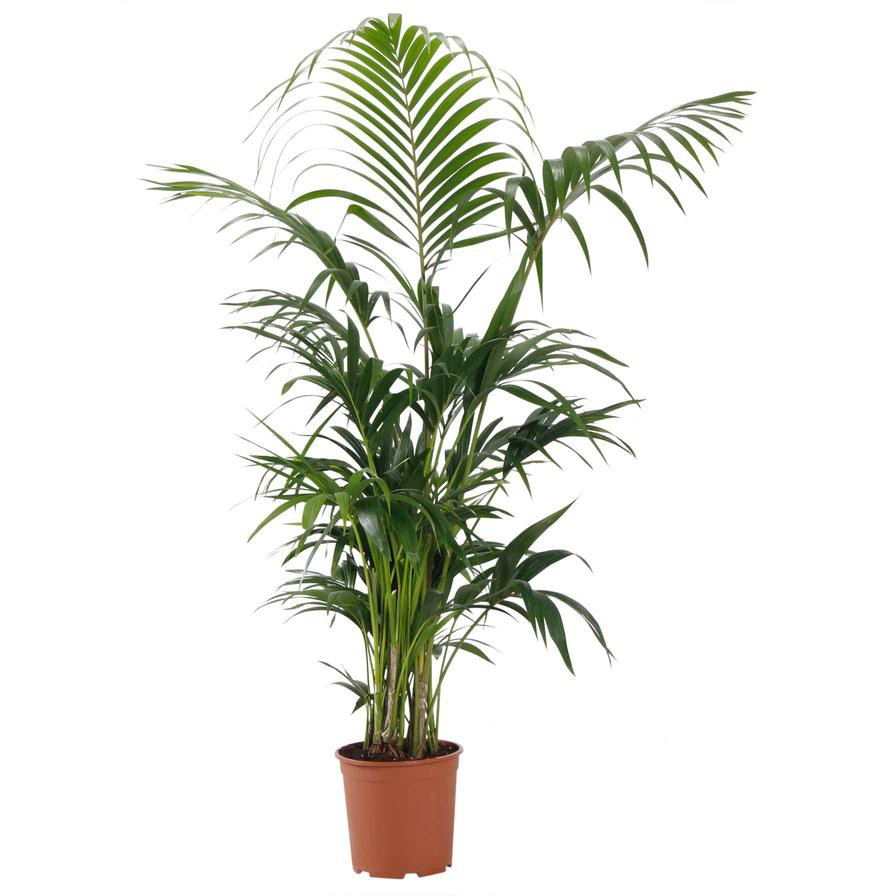 Siji Kentia Palm Plant (24 x 25 x 180 cm)