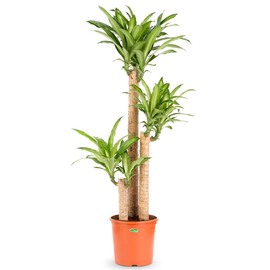 Cornstalk Dracaena Massangeana-3pp (120 cm)