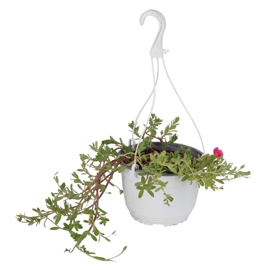 Portolaca Hanging Outdoor Plant