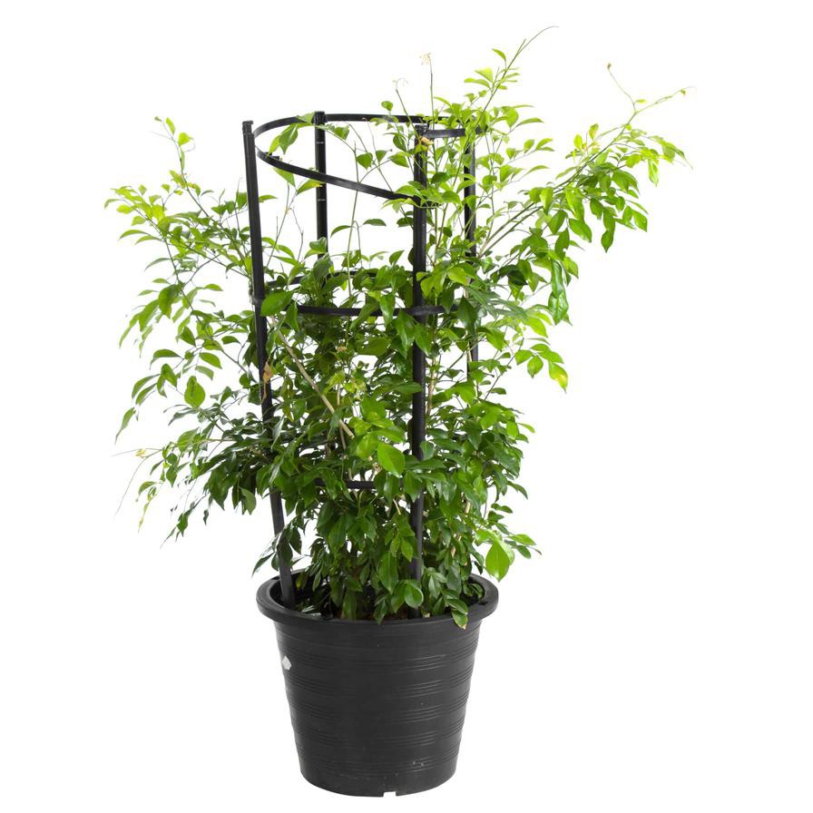 Murraya Paniculata Outdoor Plant