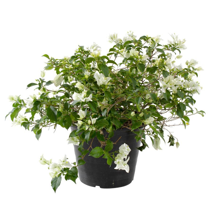 Bougainvillea Glabra White Outdoor Plant (10 L)