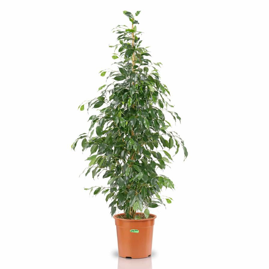 Siji Ficus Danielle Plant (150 cm)