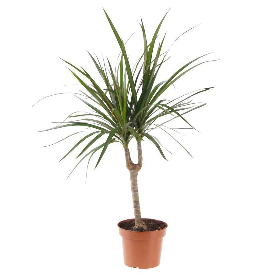 Red-edge Dracaena Marginata Head Plant (9 x 11 x 40 cm)