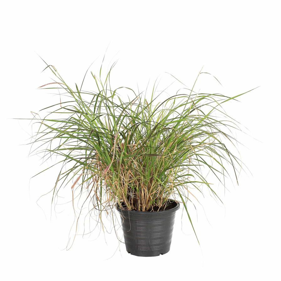 Pennisetum Outdoor Plant (6 L)