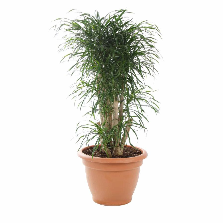 Dracaena Massangeana Indoor Plant (150 cm)