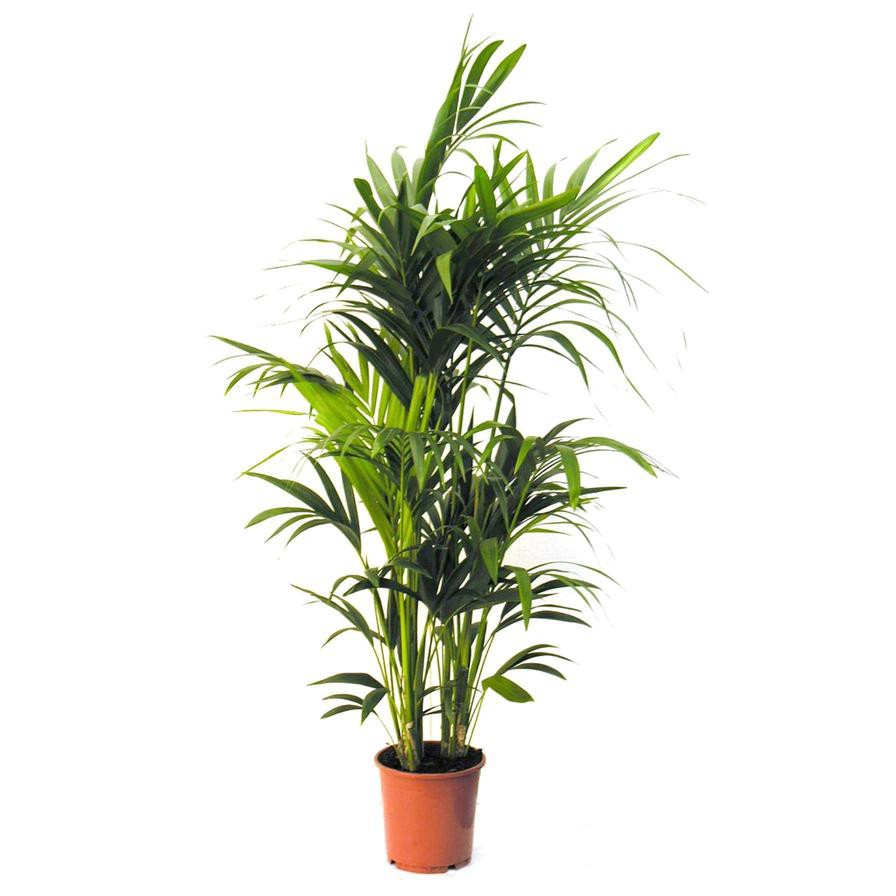 Tatch Kentia Palm (22 x 24 x 150 cm)