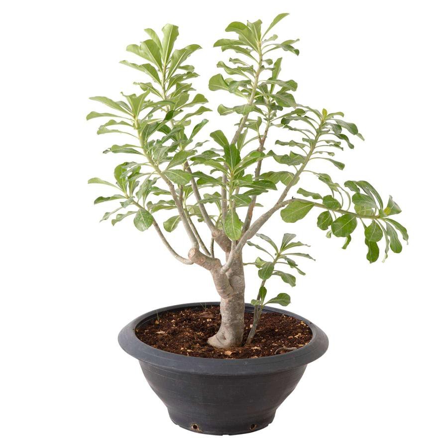 Adenium Obesum Shilo Live Plant