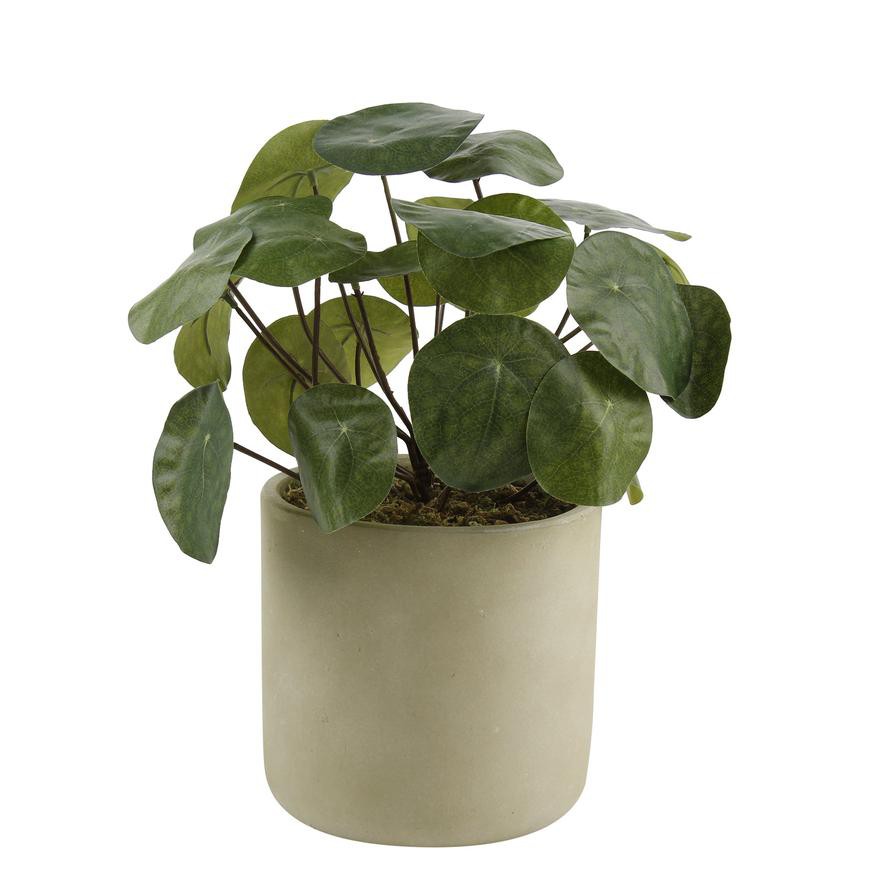 Artificial Pancake Plant In Cement Pot, Large