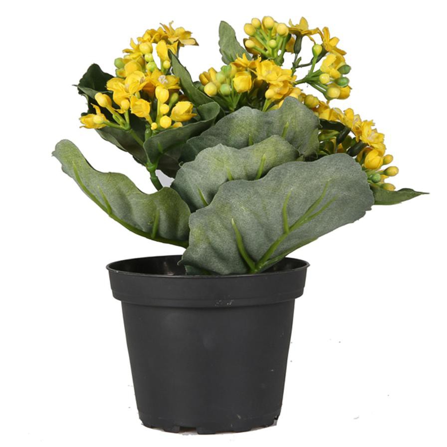 Kalanchoe (Yellow)