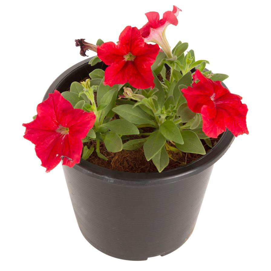 Petunia Red Pot (6 L)