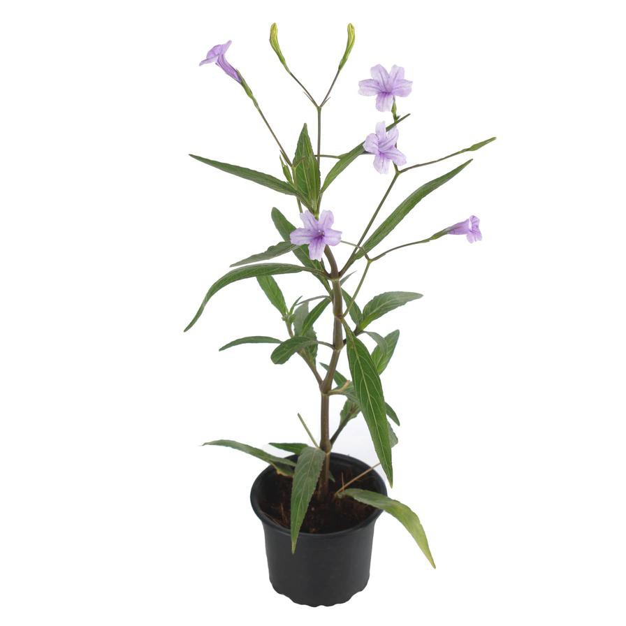 Ruellia Outdoor Plant