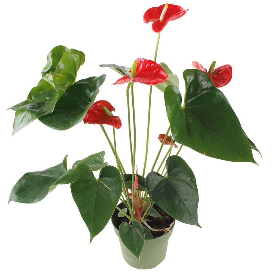 Flamingo Flower Anthurium (14 x 13 x 50 cm)