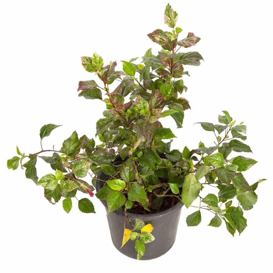 Hibiscus Luna Red Outdoor Plant (10 L)