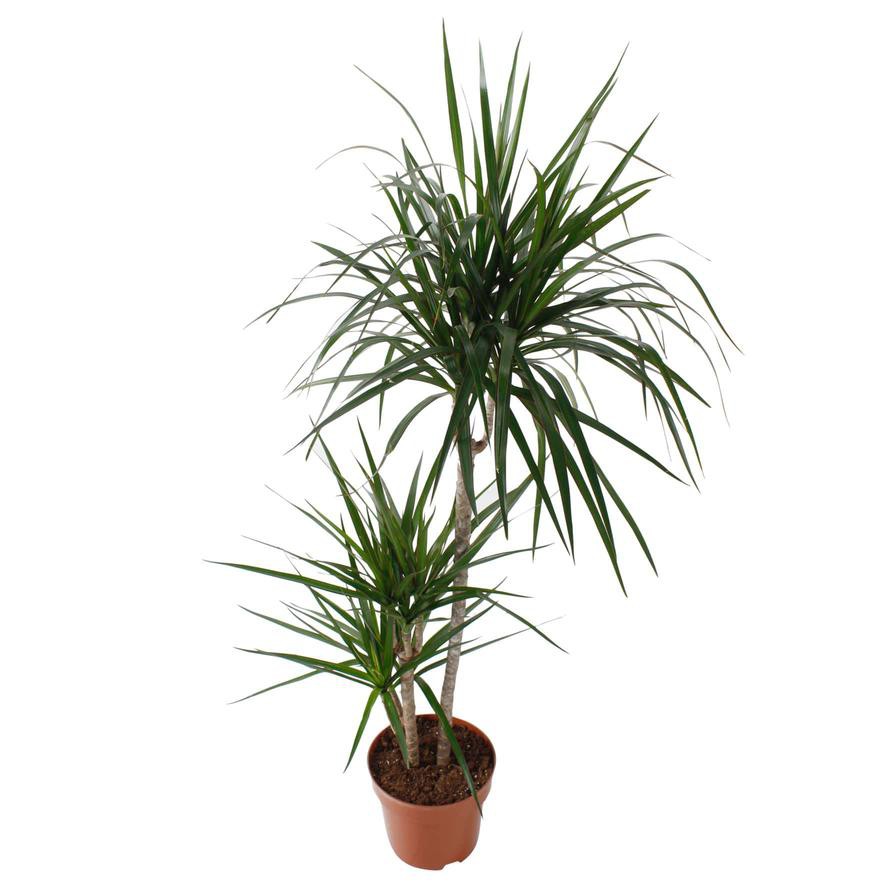 Red-edge Dracaena Marginata 3 Step Plant (18 x 20 x 120 cm)