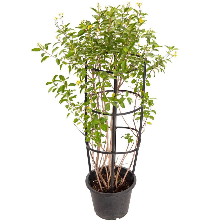 Galphima Speciosa Live Plant (10 L)