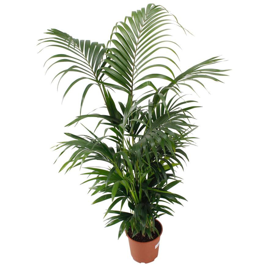 Siji Kentia Palm Plant (24 x 25 x 180 cm)