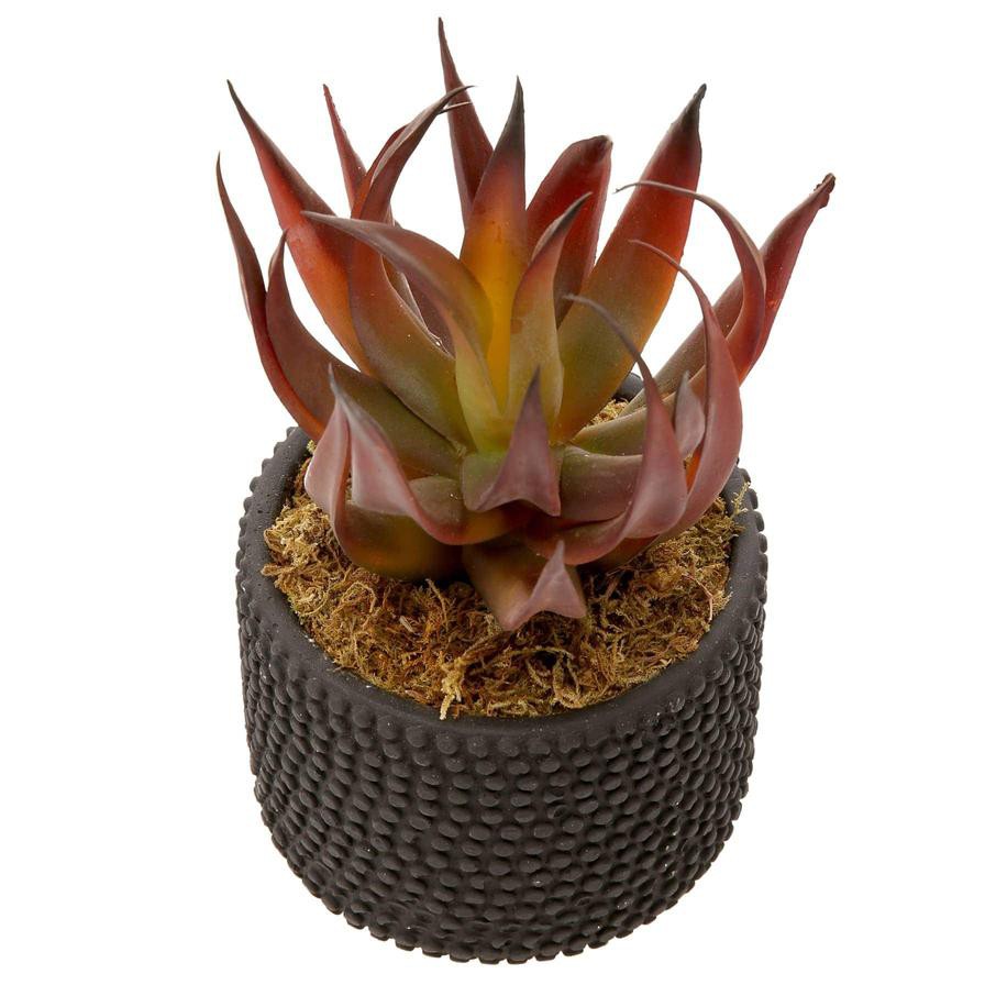 Artificial Potted Aloe Plant (20 cm, Red)