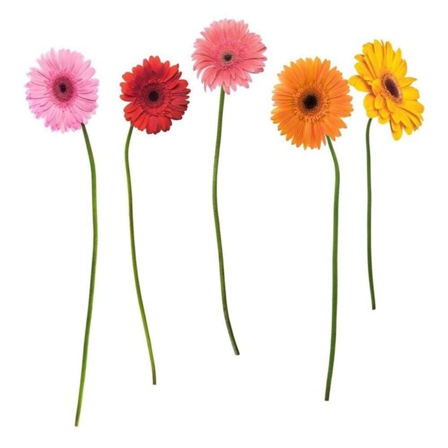 Roommates Gerber Daisies Wall Decal (279 x 18 cm)