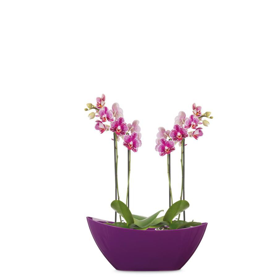 Scheurich Plastic Plant Bowl (37 cm)