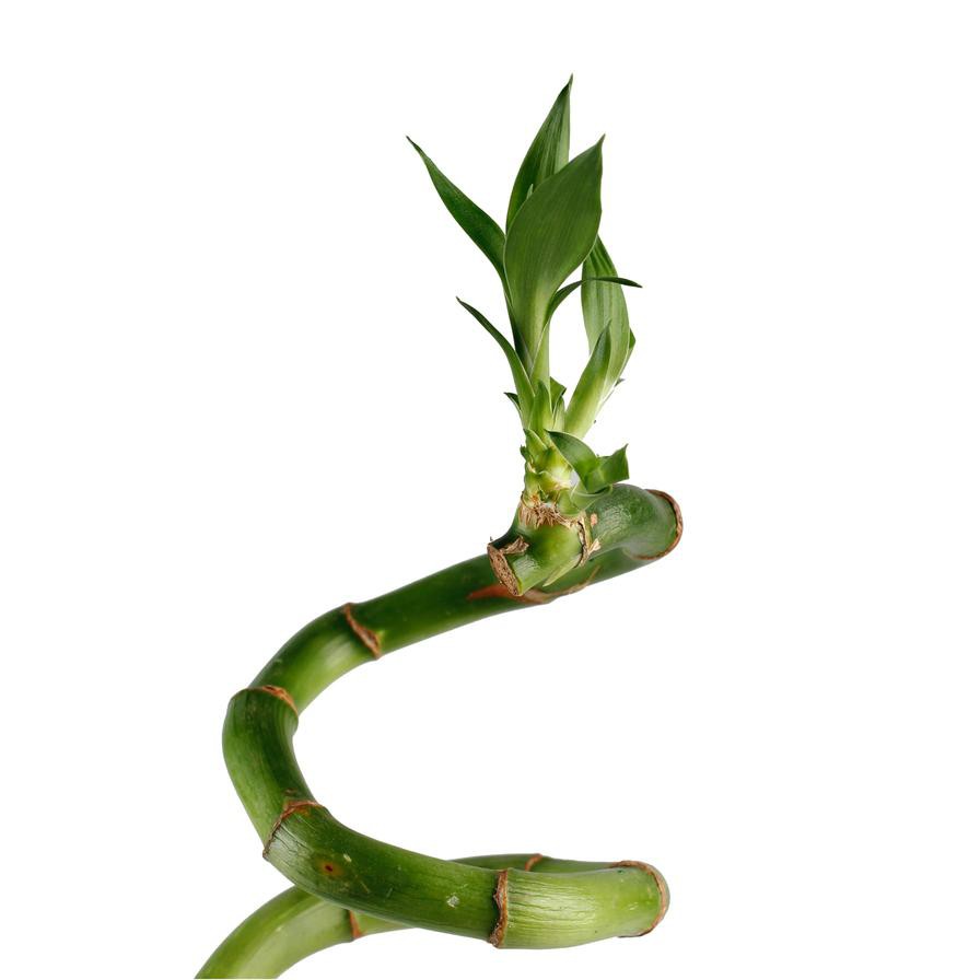 Lucky Bamboo Curly Stick Indoor Plant (40 cm)