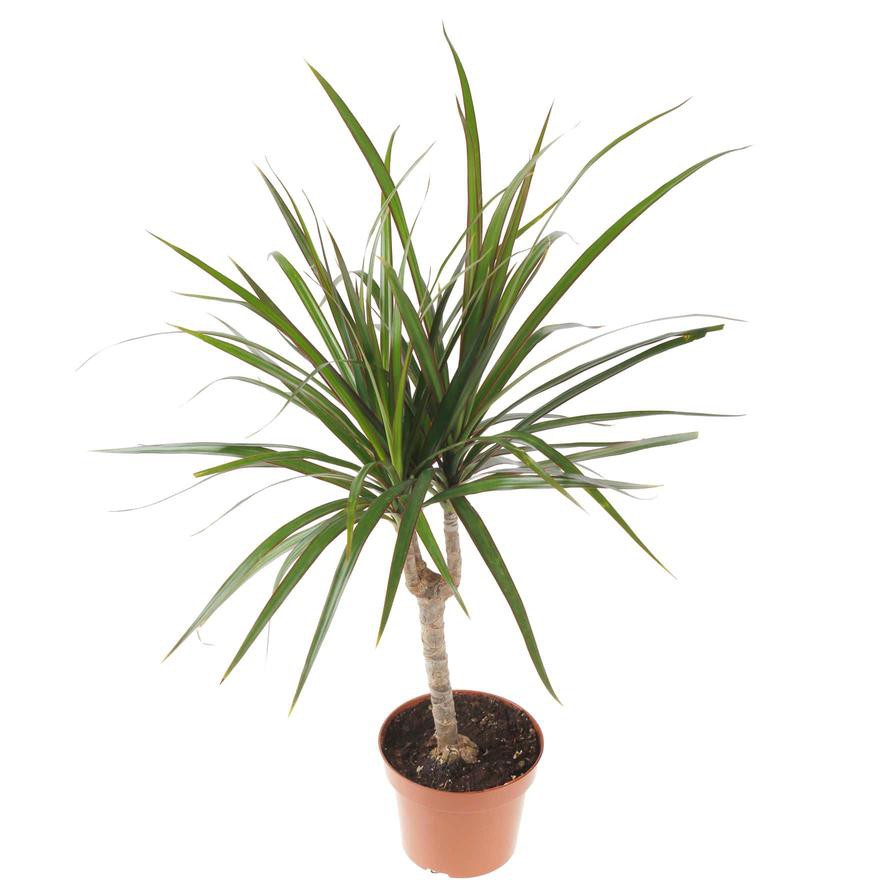 Red-edge Dracaena Marginata Head Plant (9 x 11 x 40 cm)