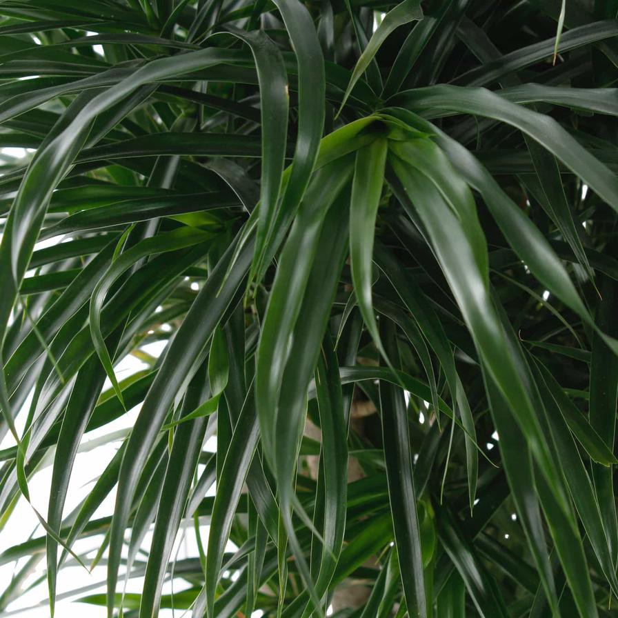 Dracaena Massangeana Indoor Plant (150 cm)