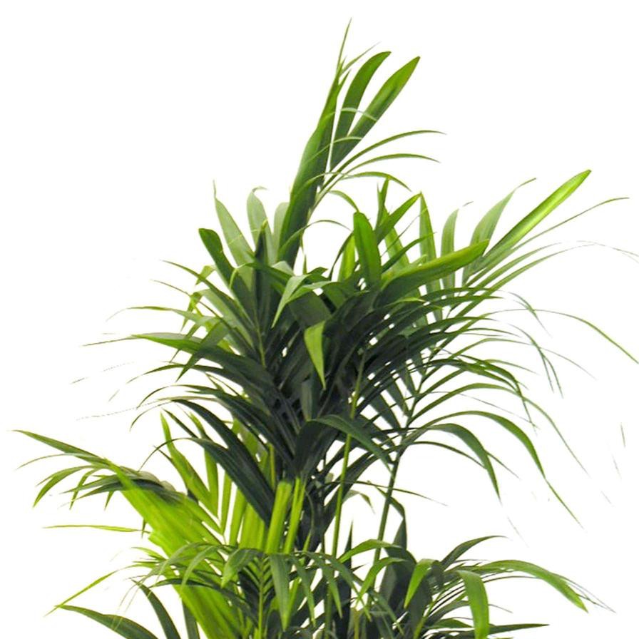 Tatch Kentia Palm (22 x 24 x 150 cm)