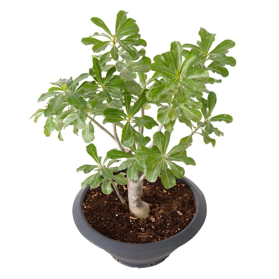 Adenium Obesum Shilo Live Plant