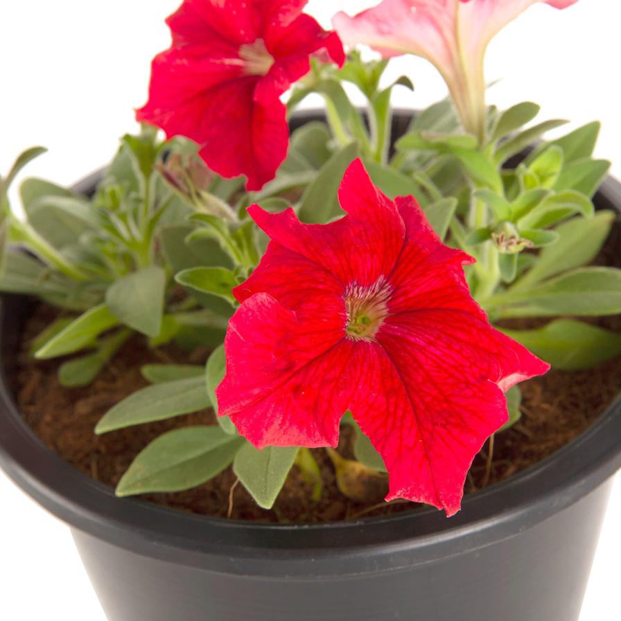 Petunia Red Pot (6 L)