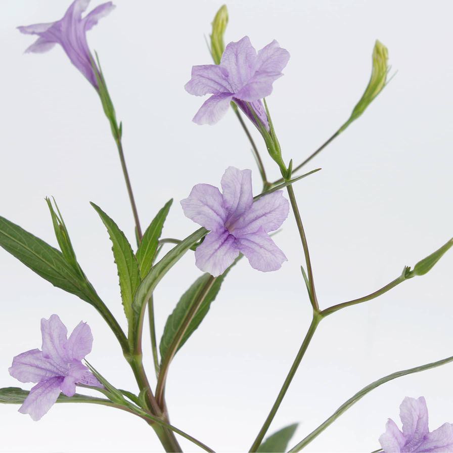 Ruellia Outdoor Plant