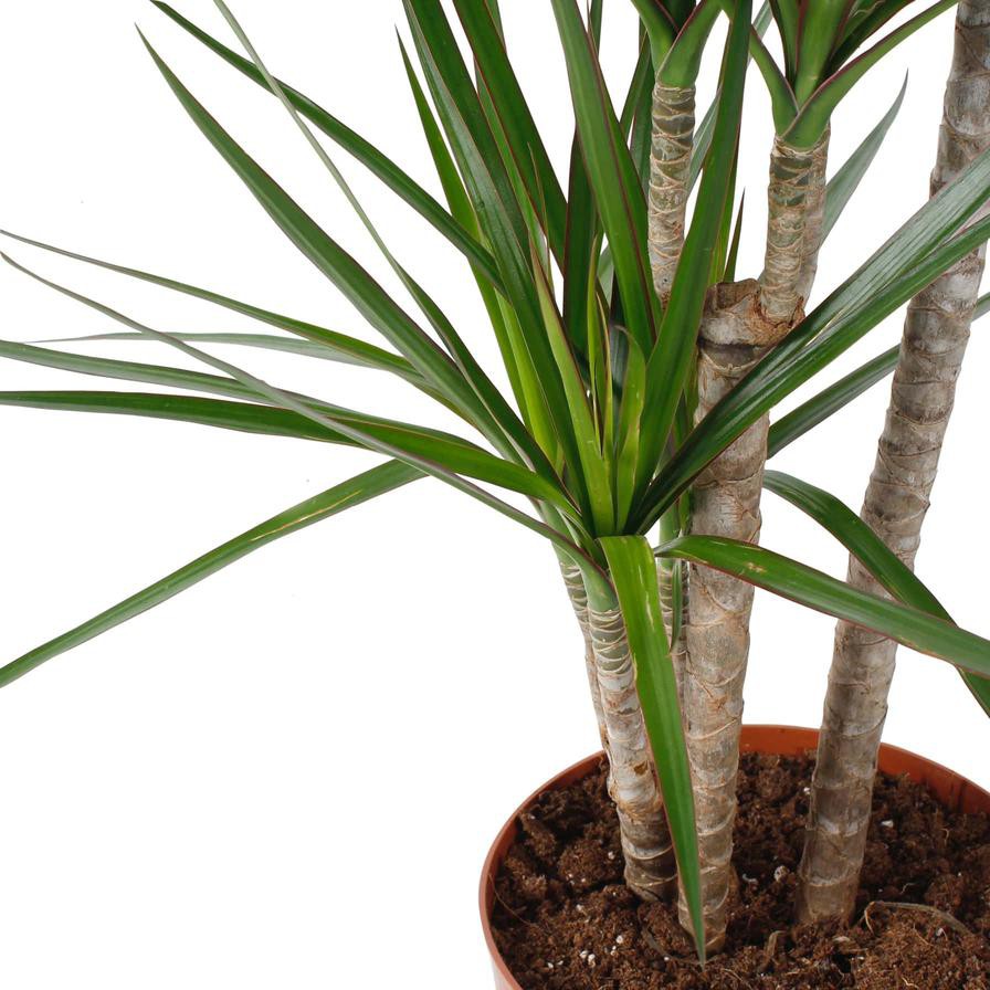 Red-edge Dracaena Marginata 3 Step Plant (18 x 20 x 120 cm)