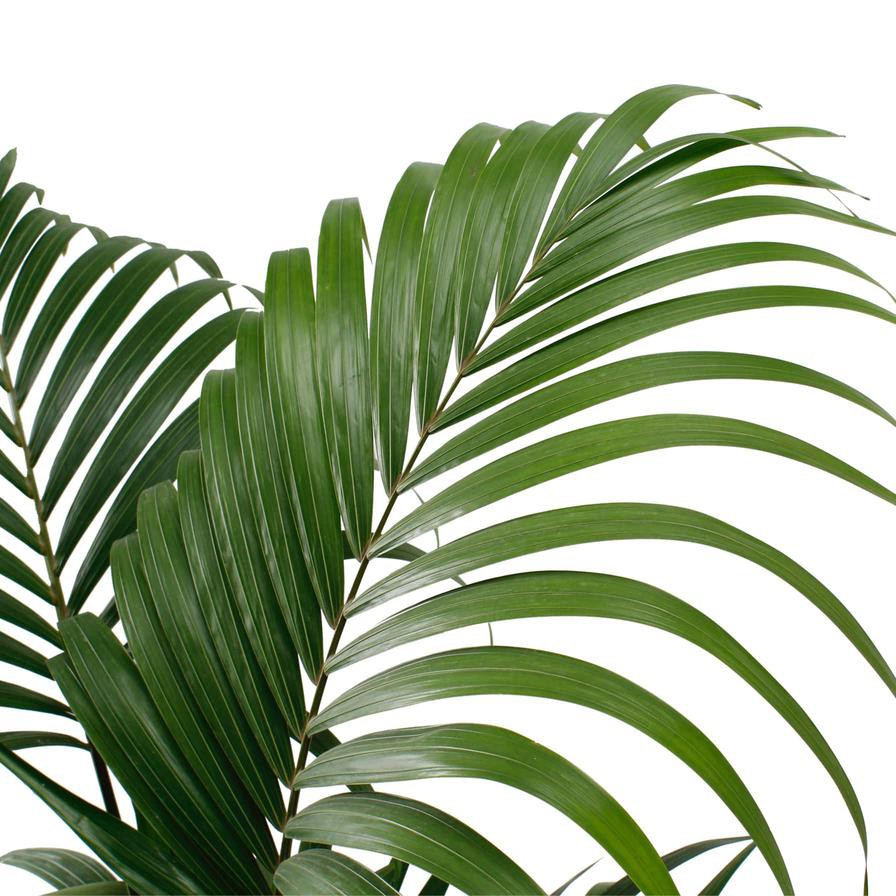 Siji Kentia Palm Plant (24 x 25 x 180 cm)