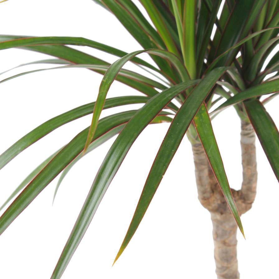 Red-edge Dracaena Marginata Head Plant (9 x 11 x 40 cm)