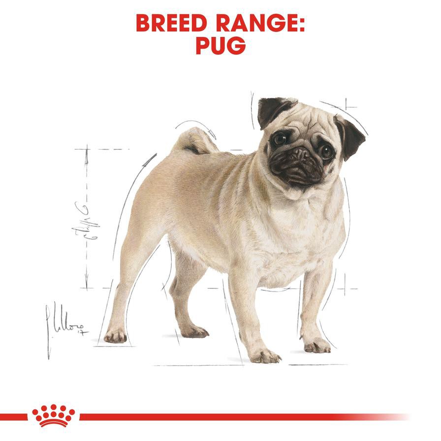 Royal Canin Breed Health Nutrition Pug Dog Food (1.5 kg)