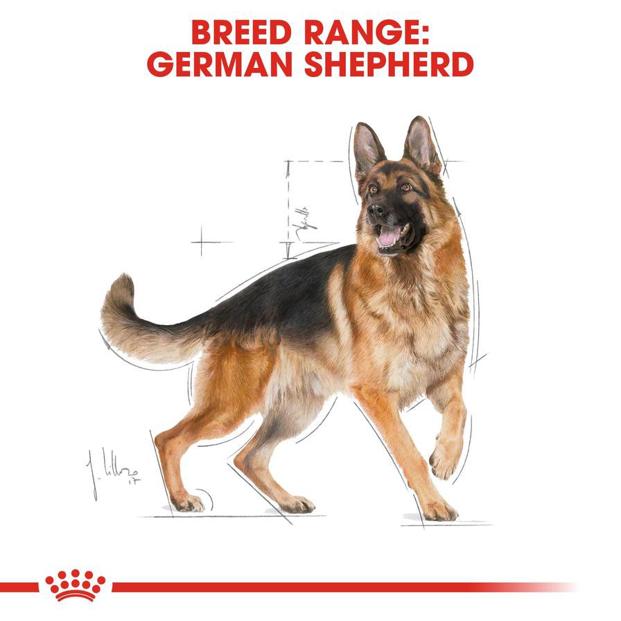 Royal Canin German Shepherd Dry Dog Food (Adult Dog, 11 kg)