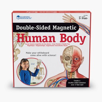 Learning Resources Double-Sided Magnetic Human Body