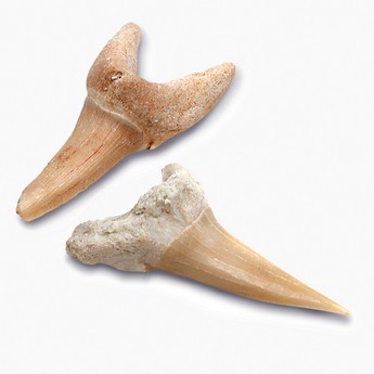 Discovery Shark Teeth Unearthed Mini Excavation Kit