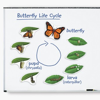 Learning Resources Magnetic Butterfly Life Cycle