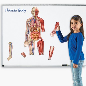 Learning Resources Double-Sided Magnetic Human Body