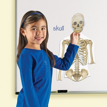 Learning Resources Double-Sided Magnetic Human Body