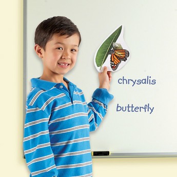 Learning Resources Magnetic Butterfly Life Cycle