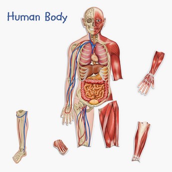 Learning Resources Double-Sided Magnetic Human Body