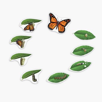 Learning Resources Magnetic Butterfly Life Cycle