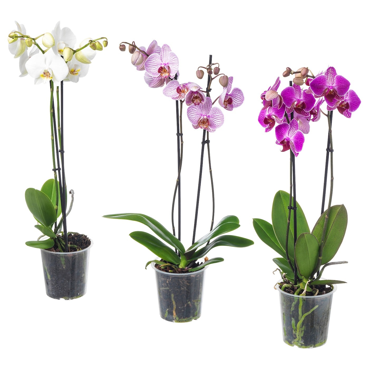 PHALAENOPSIS Potted plant